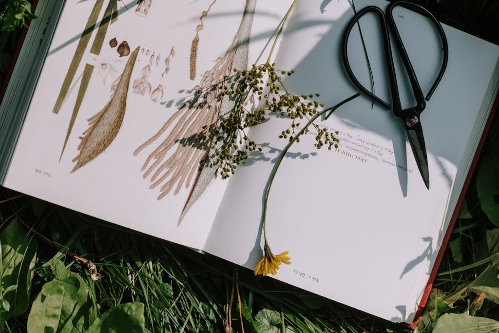 Open book with botanical illustrations, dried flowers, and scissors on grass in sunlight.