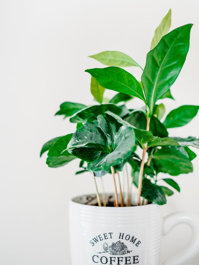 Indoor coffee plant in a white ceramic mug with green leaves.